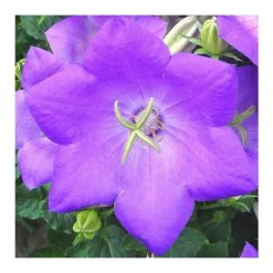 Discount Campanule des Carpates coloris bleu. Le pot de 10,5 cm