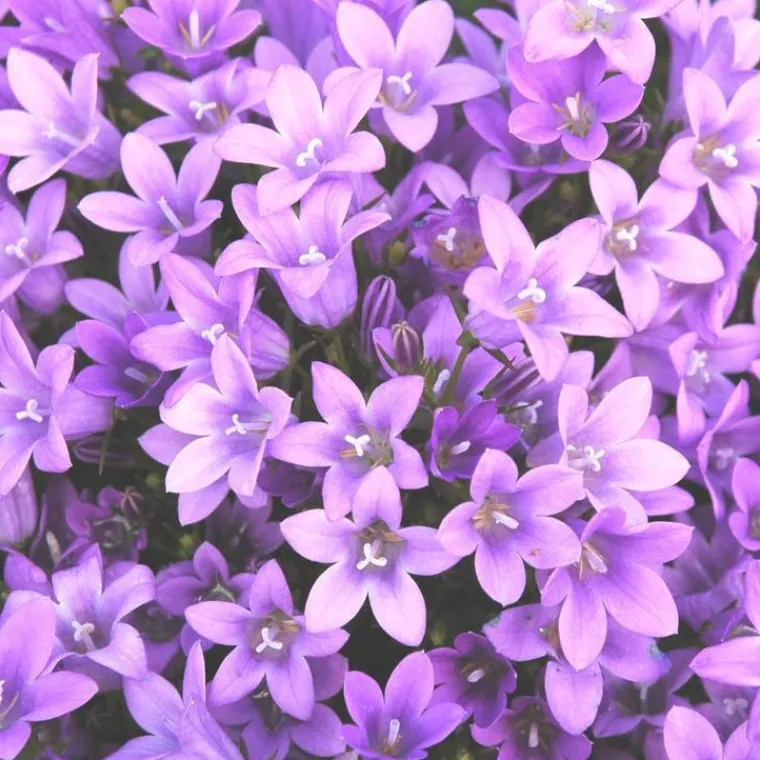 Discount Campanule des murs - Le pot de 2 litres