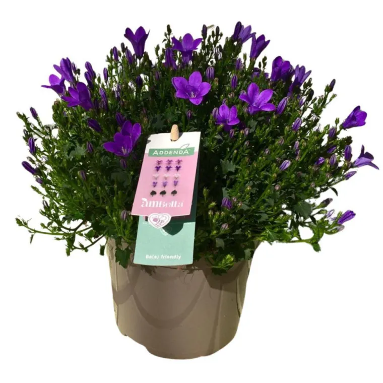 Clearance Campanule Intense Purple Ambella® - Le pot de 1 litre