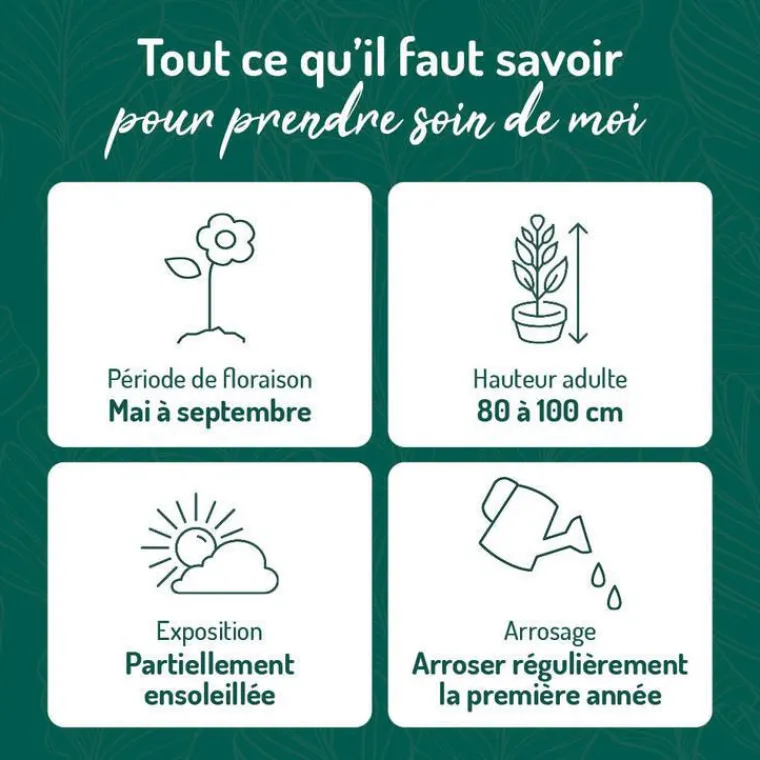 Hot BOTANIC® Campanule Persicifolia blanche - Le pot de 9 x 9 cm