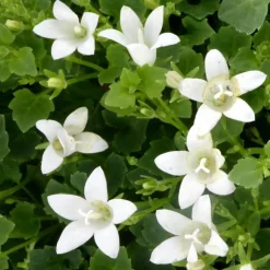 Discount Campanules White Ambella® - Le pot de 1 litre