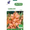 Online BOTANIC® Canna Salmon Pink bio rose saumon - 1 bulbe