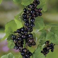 Online BOTANIC® Cassissier Andega Bio. Le pot de 2 litres