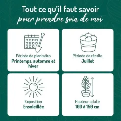 BOTANIC® Cassissier Andega Bio. Le pot de 5 litres