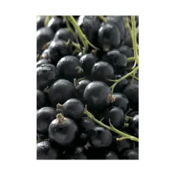 Best BOTANIC® Cassissier Delbard Robusta®. Le pot de 5 litres