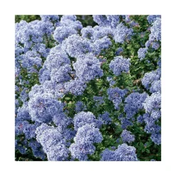 Best BOTANIC® Ceanothe Concha en pot de 3 litres