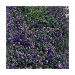 Hot BOTANIC® Ceanothe Julia Phelps en pot de 3 litres