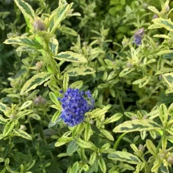 Online Ceanothe Thyrsiflorus El Dorado. Le pot de 4 litres