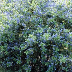 Online Ceanothe Thyrsiflorus El Dorado Perado. Le pot de 4 litres