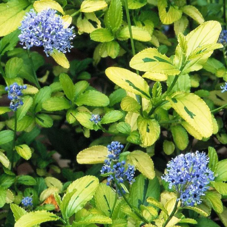 Clearance Ceanothe Thyrsiflorus Zanzibar. Le pot de 4 litres