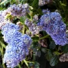 Clearance Ceanothus. Le pot de 3 litres