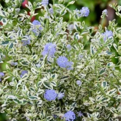 Discount Ceanothus Thyrsiflorus Cool Blue. Le pot de 4 litres