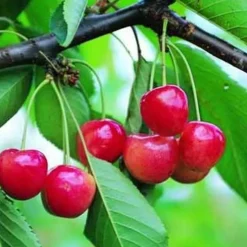 Online BOTANIC® Cerisier Big. Cœur De Pigeon Lr. Le pot de 12 litres