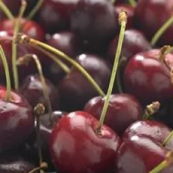 Clearance BOTANIC® Cerisier Big. De La St Jean ® Gardel. En racine nue, forme 1/2 tige calibre 6/8