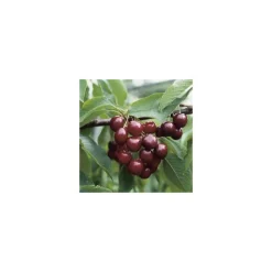 Best BOTANIC® Cerisier Big. Géant D'Hedelfingen. En racine nue, forme gobelet