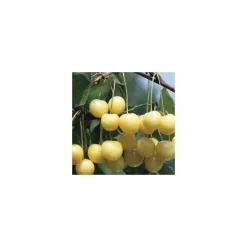 New BOTANIC® Cerisier Big. Starck Gold. En racine nue, forme 1/2 tige