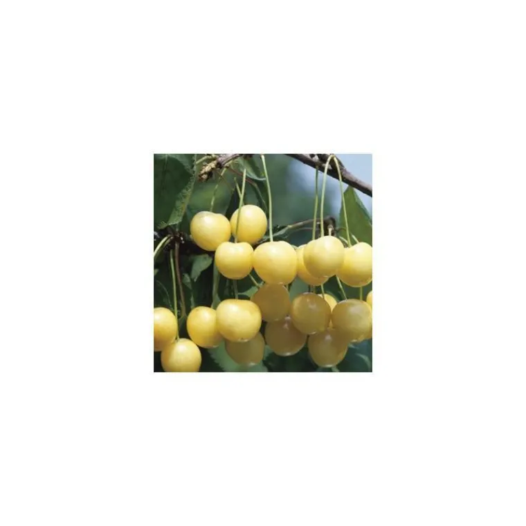 New BOTANIC® Cerisier Big. Starck Gold. En racine nue, forme 1/2 tige