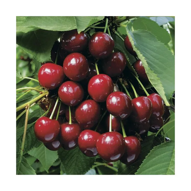 Best BOTANIC® Cerisier Big. Summit. Le pot de 12 litres, forme gobelet