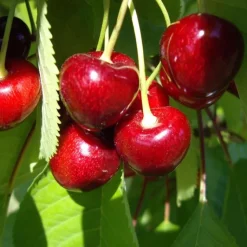 Outlet BOTANIC® Cerisier Big. Sunburst. En racine nue, forme gobelet