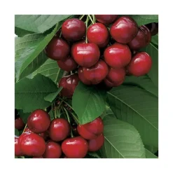 Hot BOTANIC® Cerisier Big. Sunburst. Le pot de 12 litres, forme gobelet