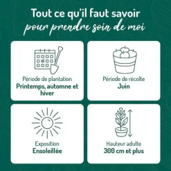 New BOTANIC® Cerisier Griotte De Montmorency. Le pot de 12 litres, forme gobelet