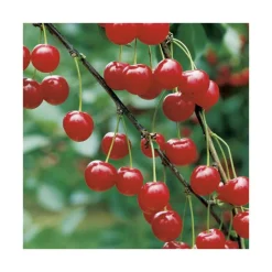 New BOTANIC® Cerisier Griotte De Montmorency. Le pot de 12 litres, forme gobelet