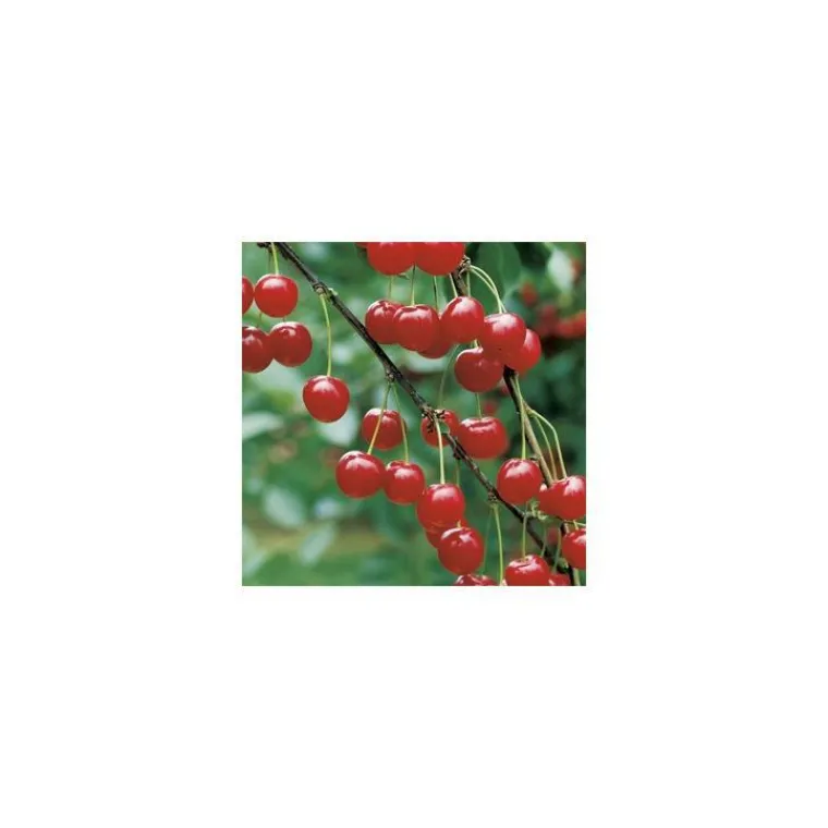 Outlet BOTANIC® Cerisier Griotte De Montmorency. En racine nue, forme gobelet