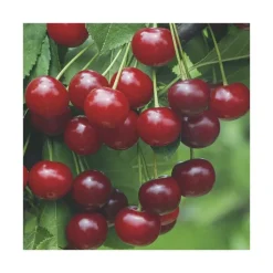 Best BOTANIC® Cerisier Griotte De Montmorency Lr. Le pot de 12 litres