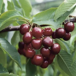 BOTANIC® Cerisier Hedelfingen. Le pot de 25 litres