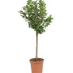 Online BOTANIC® Cerisier Nain Griotella® Frumi. Le pot de 10L en forme 1/4 tige