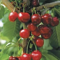 New BOTANIC® Cerisier St Antoine® Poisdel. En racine nue, forme gobelet