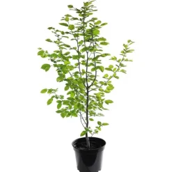Sale BOTANIC® Charme commun (Charmille) vert. Le pot de 3 litres