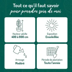 Hot BOTANIC® Chevrefeuille CAPRILIA® EVER. Le pot de 3 litres