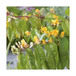 New BOTANIC® Chevrefeuille HENRYI COPPER BEAUTY®. Le pot de 6 litres
