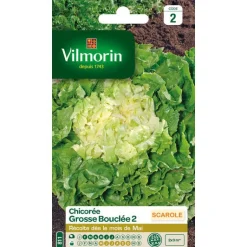 Online VILMORIN Chicorée Grosse Bouclée 2 - graines à semer