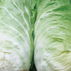 Hot BOTANIC® Chicoree Pain De Sucre Vespero Bio. La barquette de 12 plants