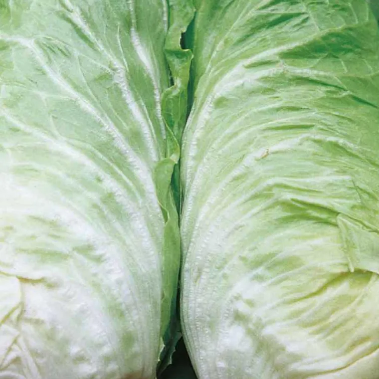 Hot BOTANIC® Chicoree Pain De Sucre Vespero Bio. La barquette de 12 plants