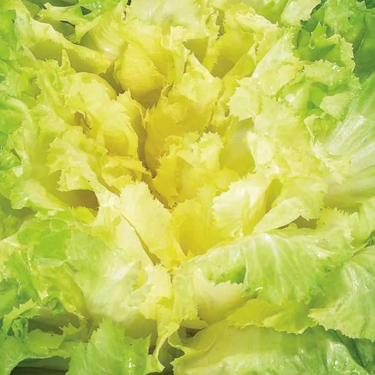 BOTANIC® Chicoree Scarole Seance Bio. La barquette de 12 plants