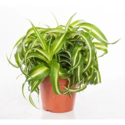 Online Chlorophytum