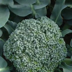BOTANIC® Chou Brocoli A Jets Vert Belstar Bio. La barquette de 3 plants