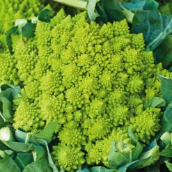 BOTANIC® Chou Romanesco Veronica Bio. La barquette de 3 plants