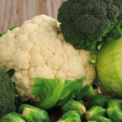 Hot BOTANIC® Choux En Melange Bio. La barquette de 3 plants