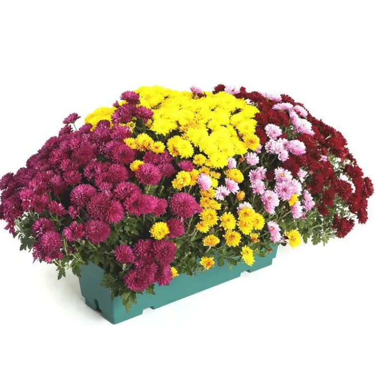 Outlet Chrysanthème multifleurs arlequin - La jardinière de 40 cm