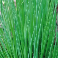 BOTANIC® Ciboulette Bio. Le pot de 2,5 litres