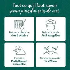 BOTANIC® Ciboulette Bio. Le pot de 2,5 litres