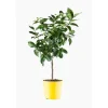 Discount Citronnier 4 Saisons. Le pot de 5 litres