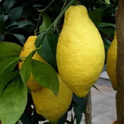 Discount Citronnier 4 Saisons. Le pot de 5 litres