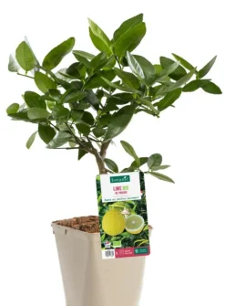 Outlet BOTANIC® Citronnier De Padou Bio. Le pot de 3 litres