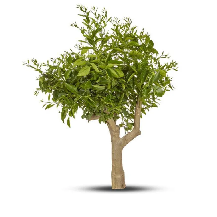 Outlet Citronnier. Le pot de 65 litres