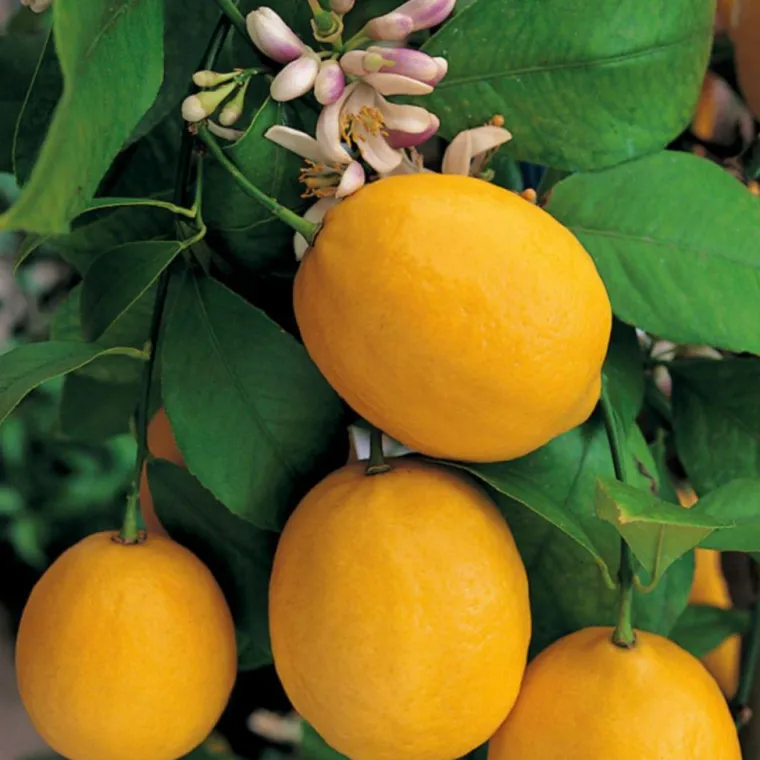 Sale Citronnier Meyer. Le pot de 5 litres